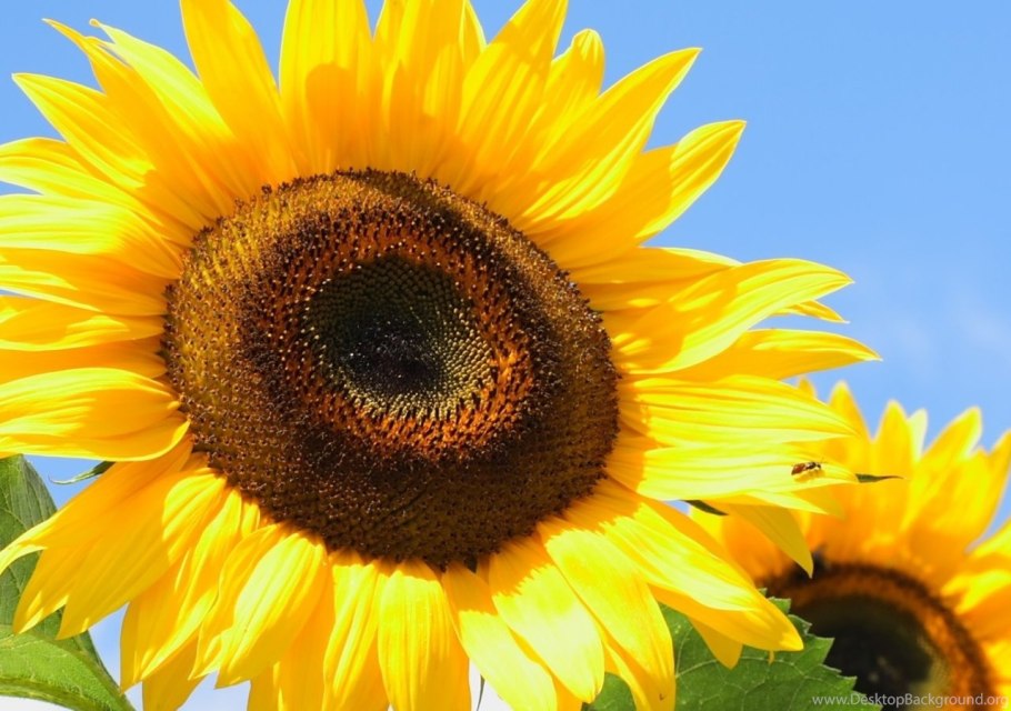 Подсолнух гуль