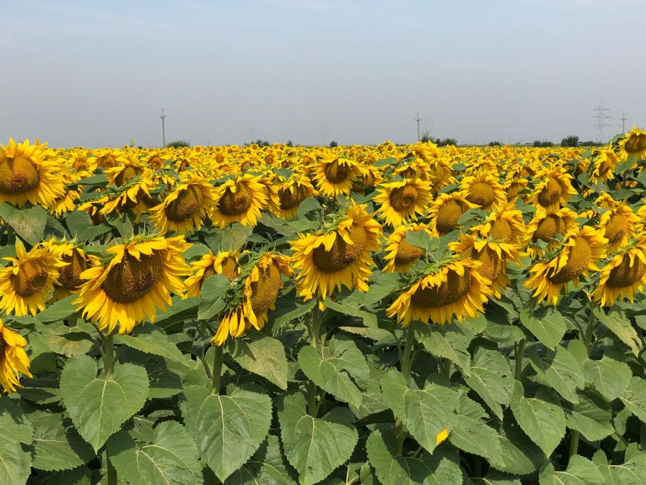 Семечки Ciko подсолнечника, 100 г