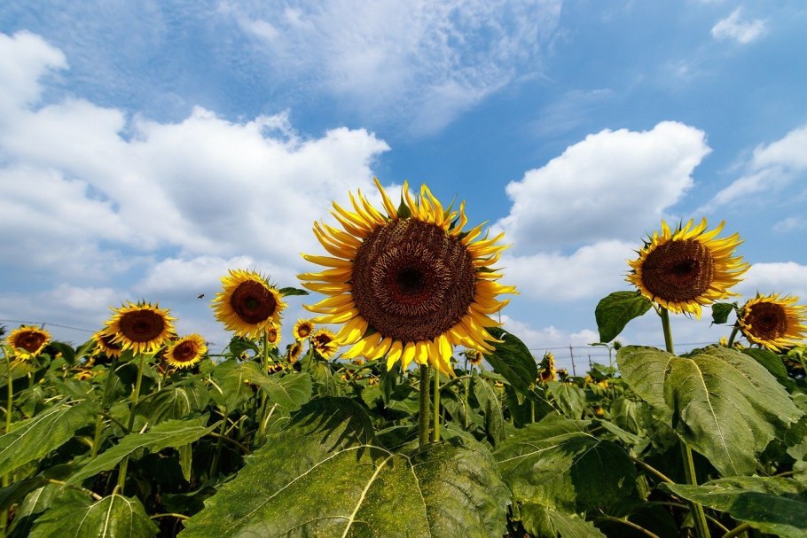 Семена подсолнечника Евралис Аргентик