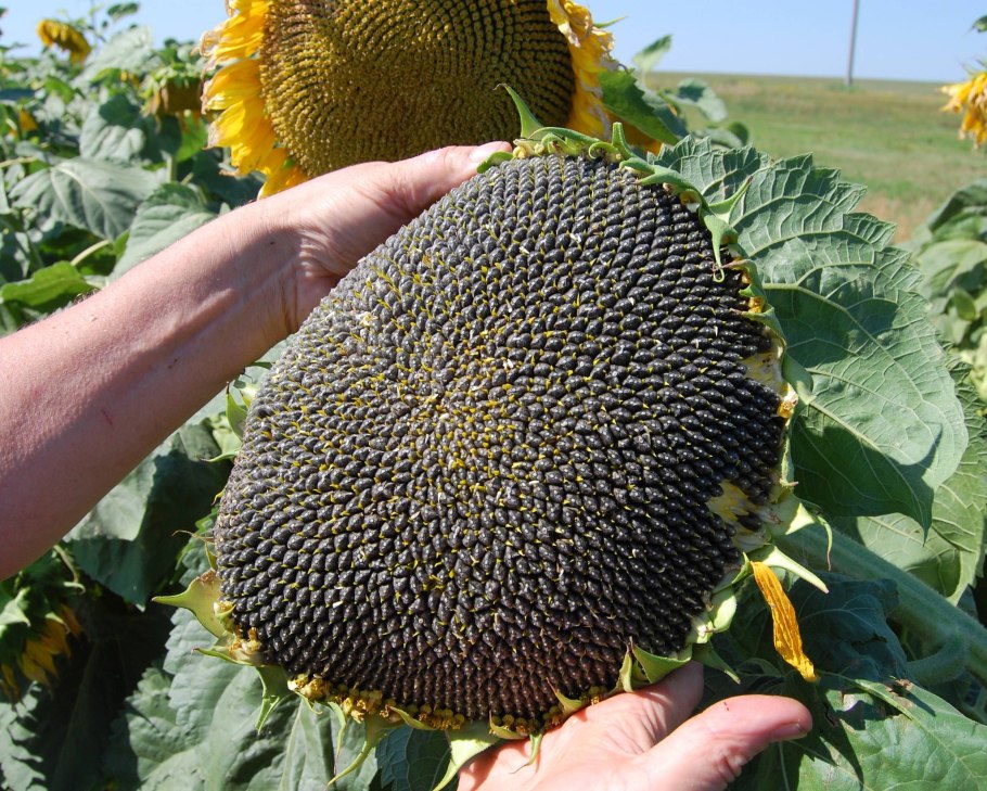 Семечки реклама