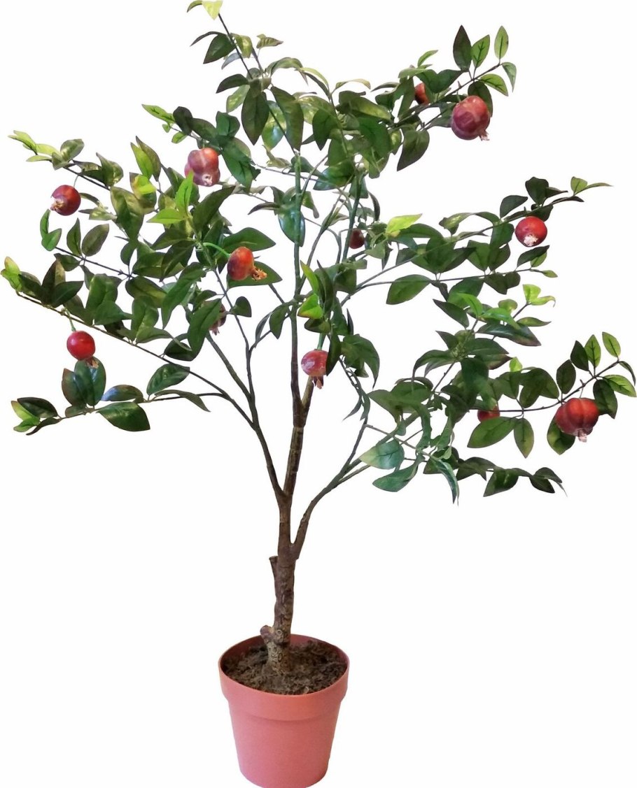 Гранат в горшке