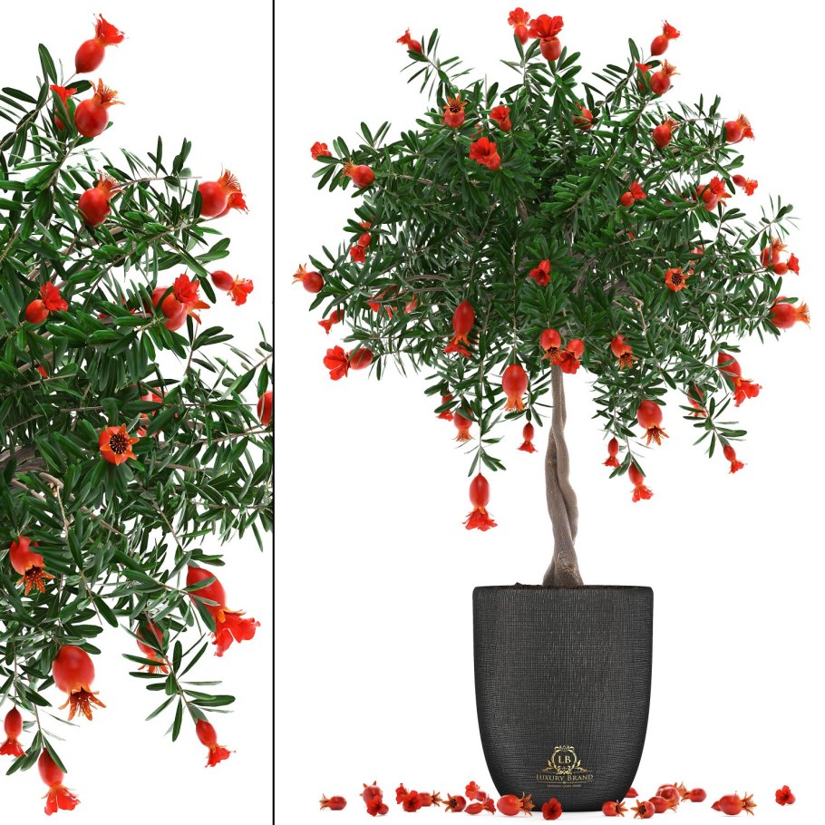 Бонсай гранат