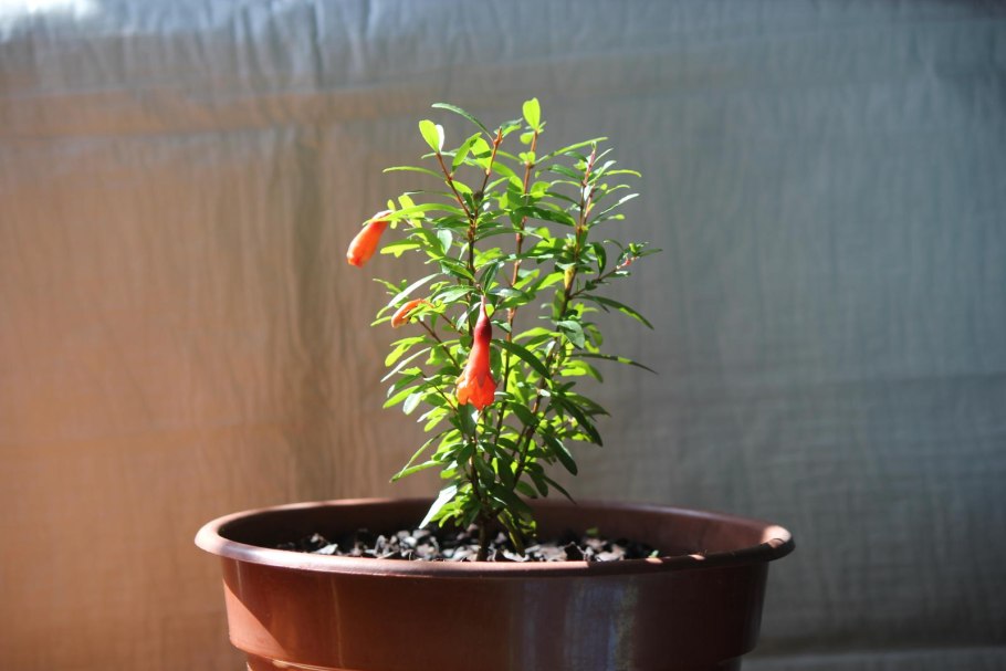 Punica granatum бонсай