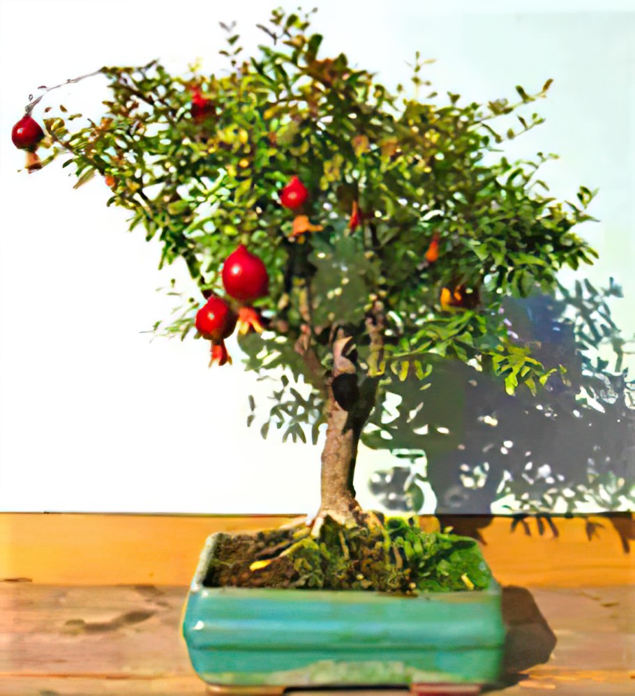 Комнатный гранат Нана