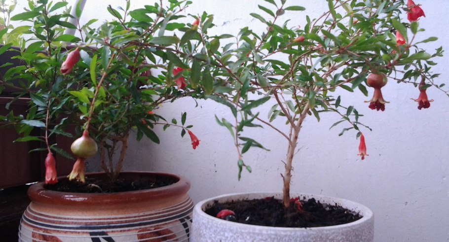 Карликовый гранат бейби