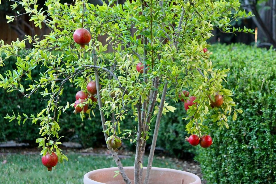 Punica granatum Nana бонсай
