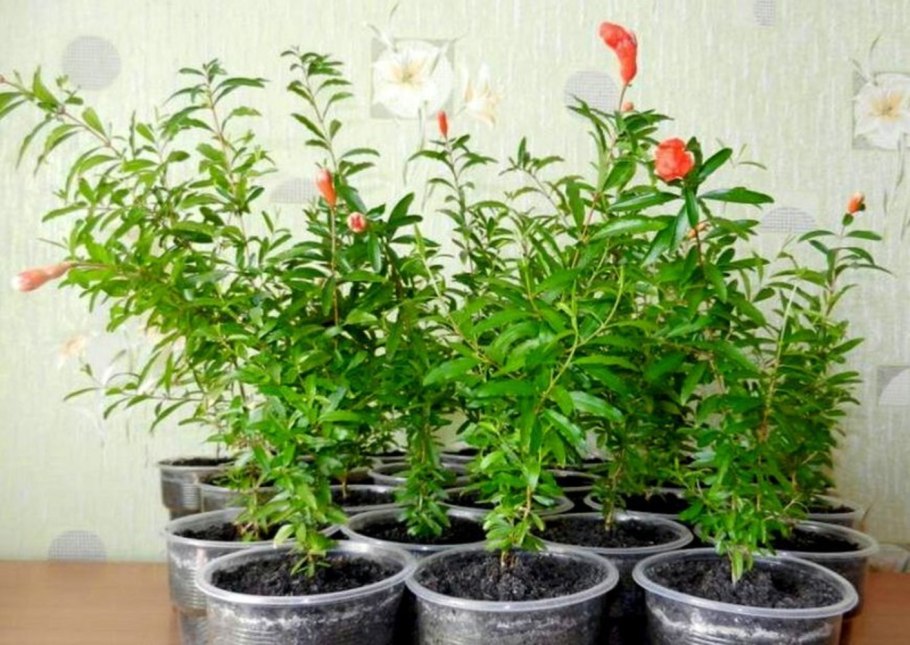 Карликовый гранат Punica granatum