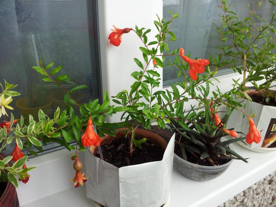 Яблоня бонсай садовый