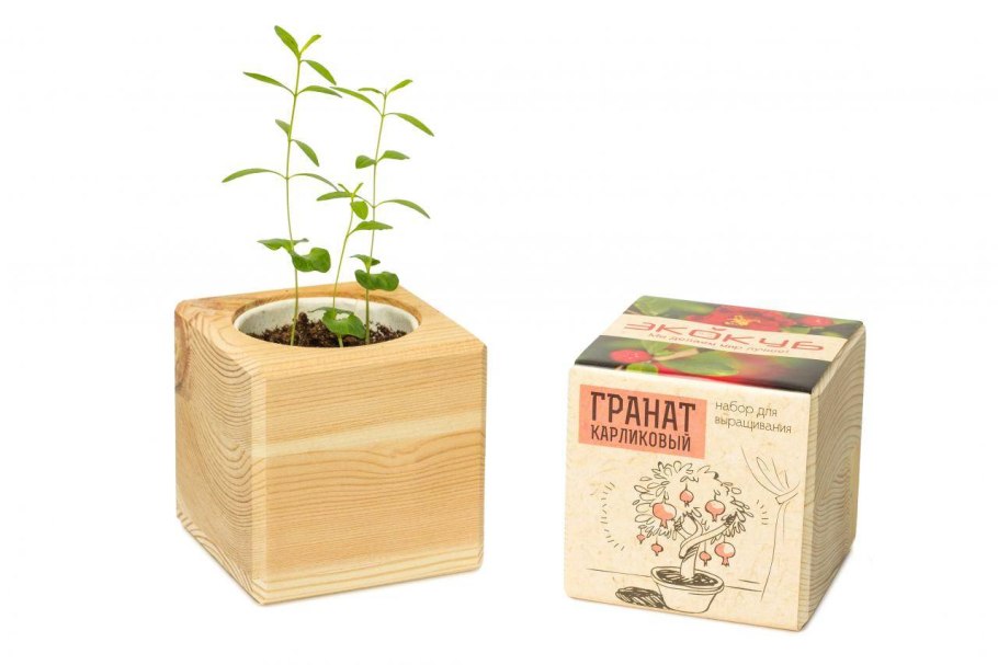 Бонсай черешня