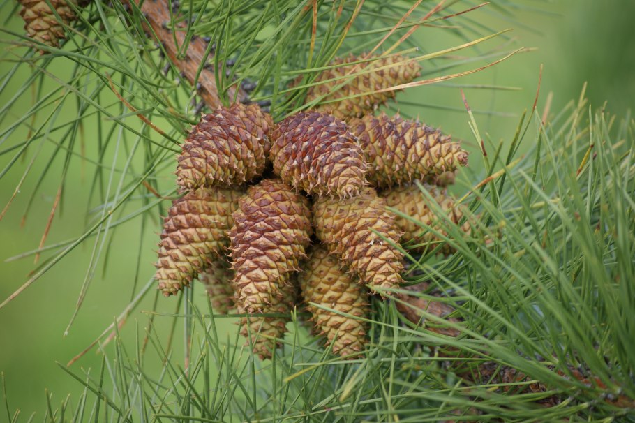 Pinus rigida семя