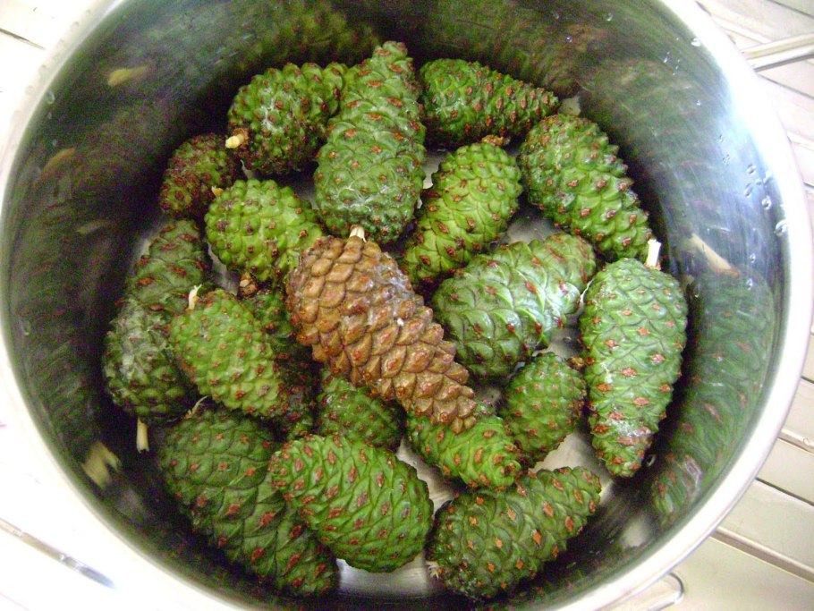 Ель финская шишка