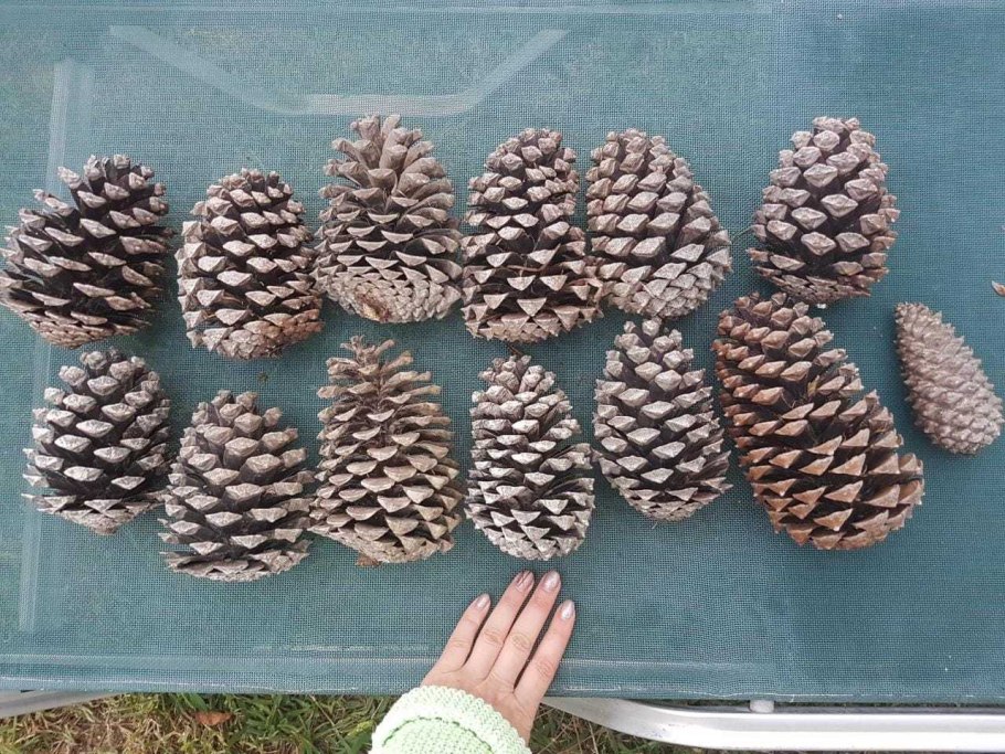 Сосна шишки и хвоинки