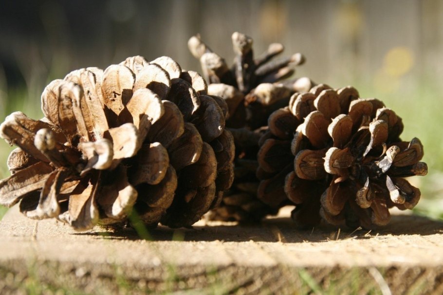 Сосна Муррея