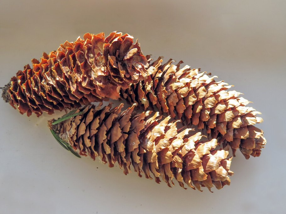 Длиннолистная сосна