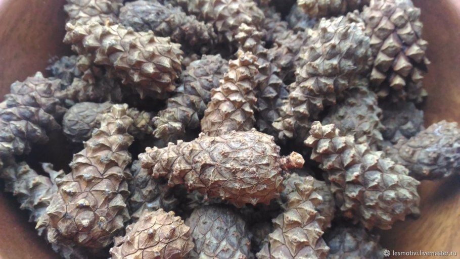 Сосновая шишка