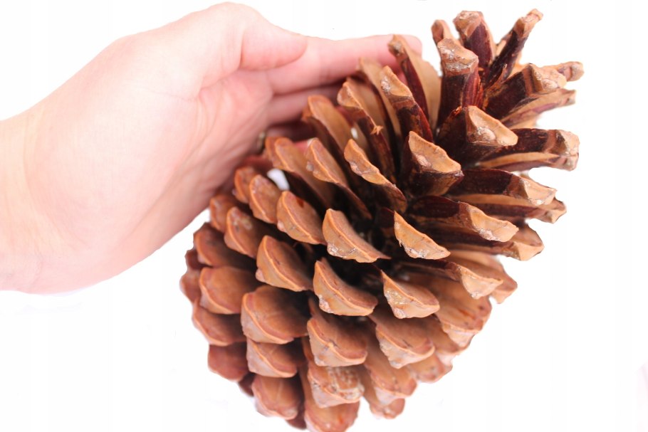 Шишка с орехами