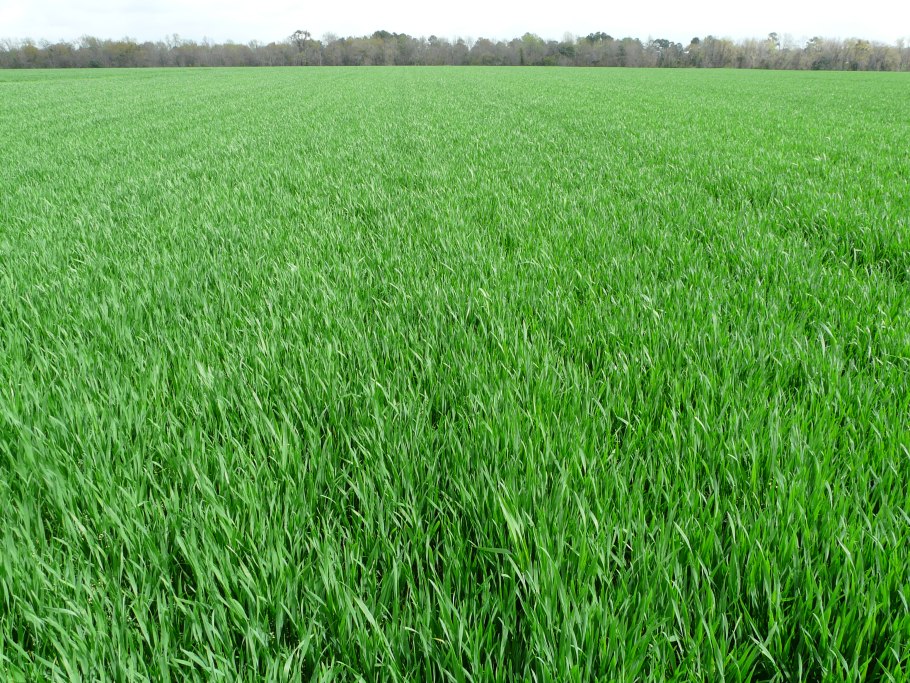 Тимофеевка трава