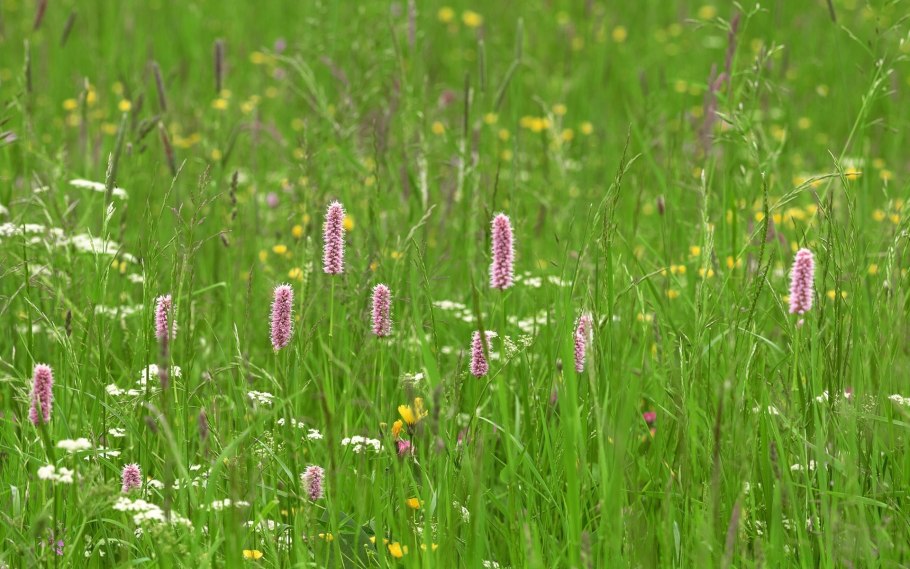 Овсяница красная семена