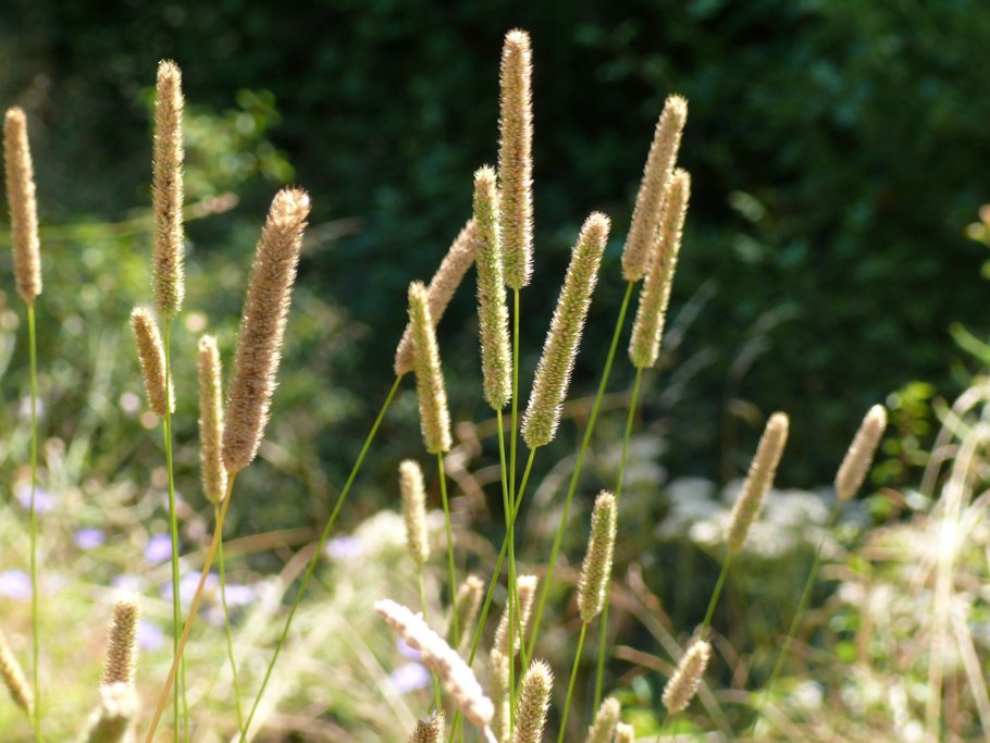Лисохвост Луговой (Alopecurus pratensis ‘Aureovariegatus’)