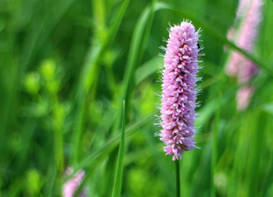 Лисохвост Луговой (Alopecurus pratensis).
