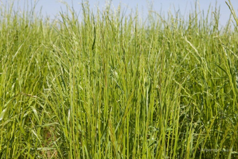 Лисохвост Луговой Луговой Воркута