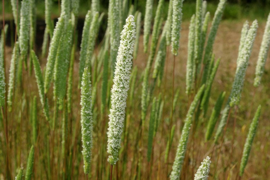 Поле многолетних трав Тимофеевка