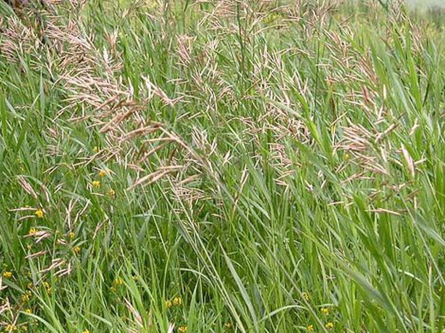 Мятлик Луговой Геронимо