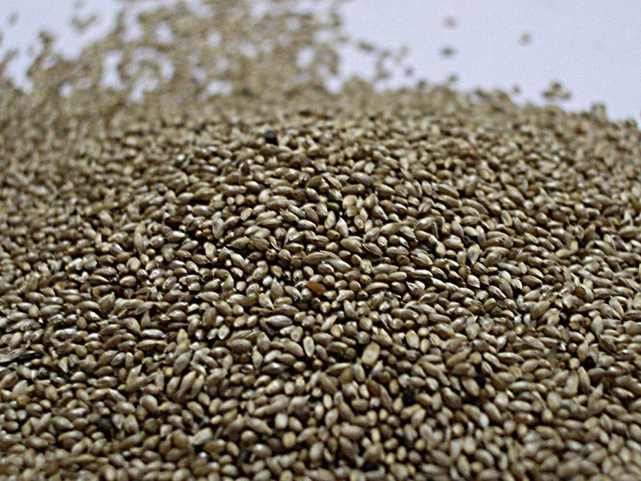 Тимофеевка соцветие