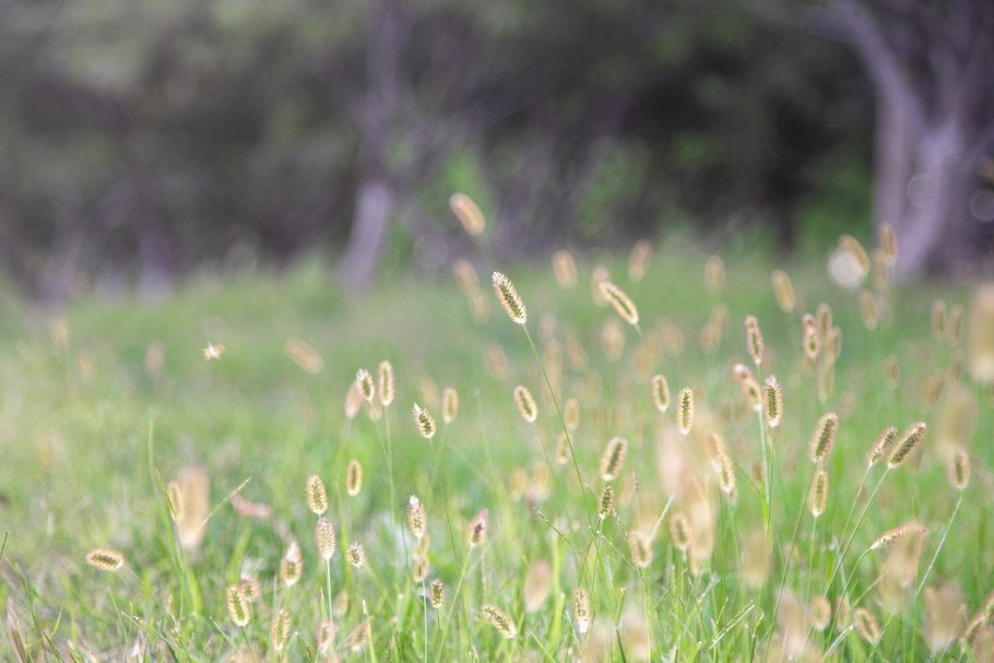 Газонная трава Тимофеевка