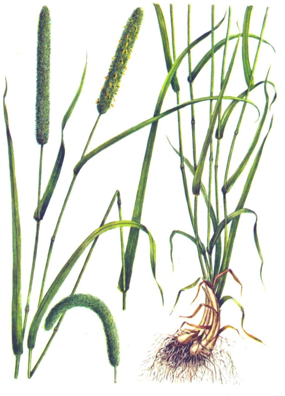 Тимофеевка Луговая Phleum pratense l.