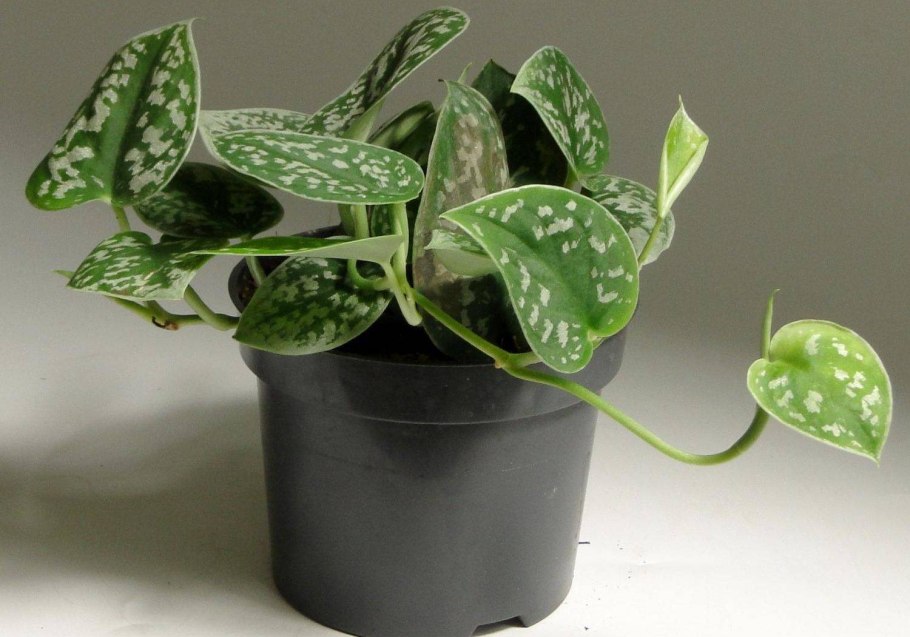 Эпипремнум Марбл Квин