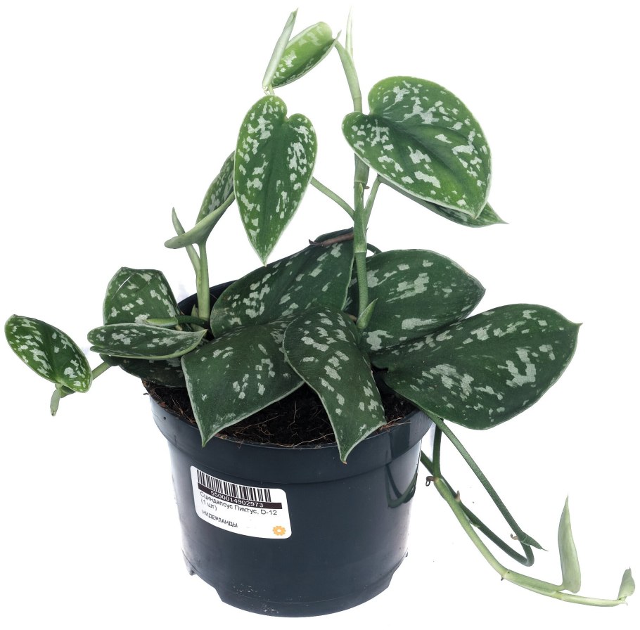 Филодендрон Голден Потос