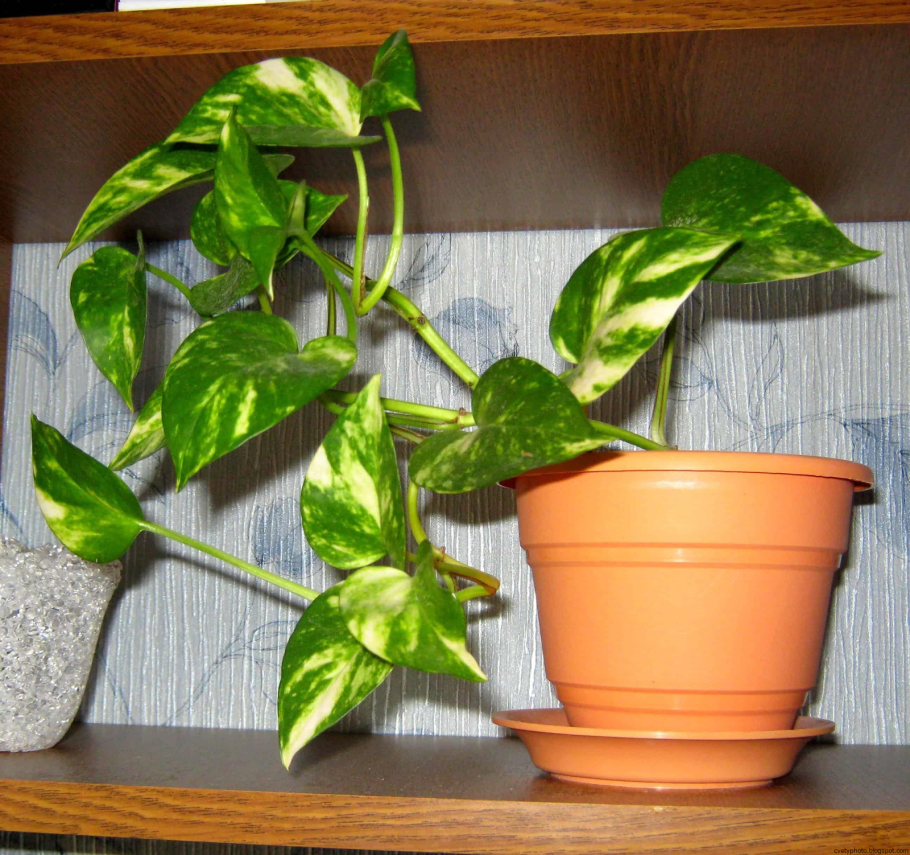 Сциндапсус Вьюн Лиана