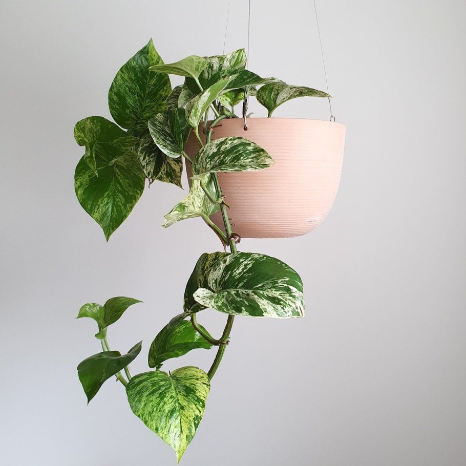 Сциндапсус Мунлайт