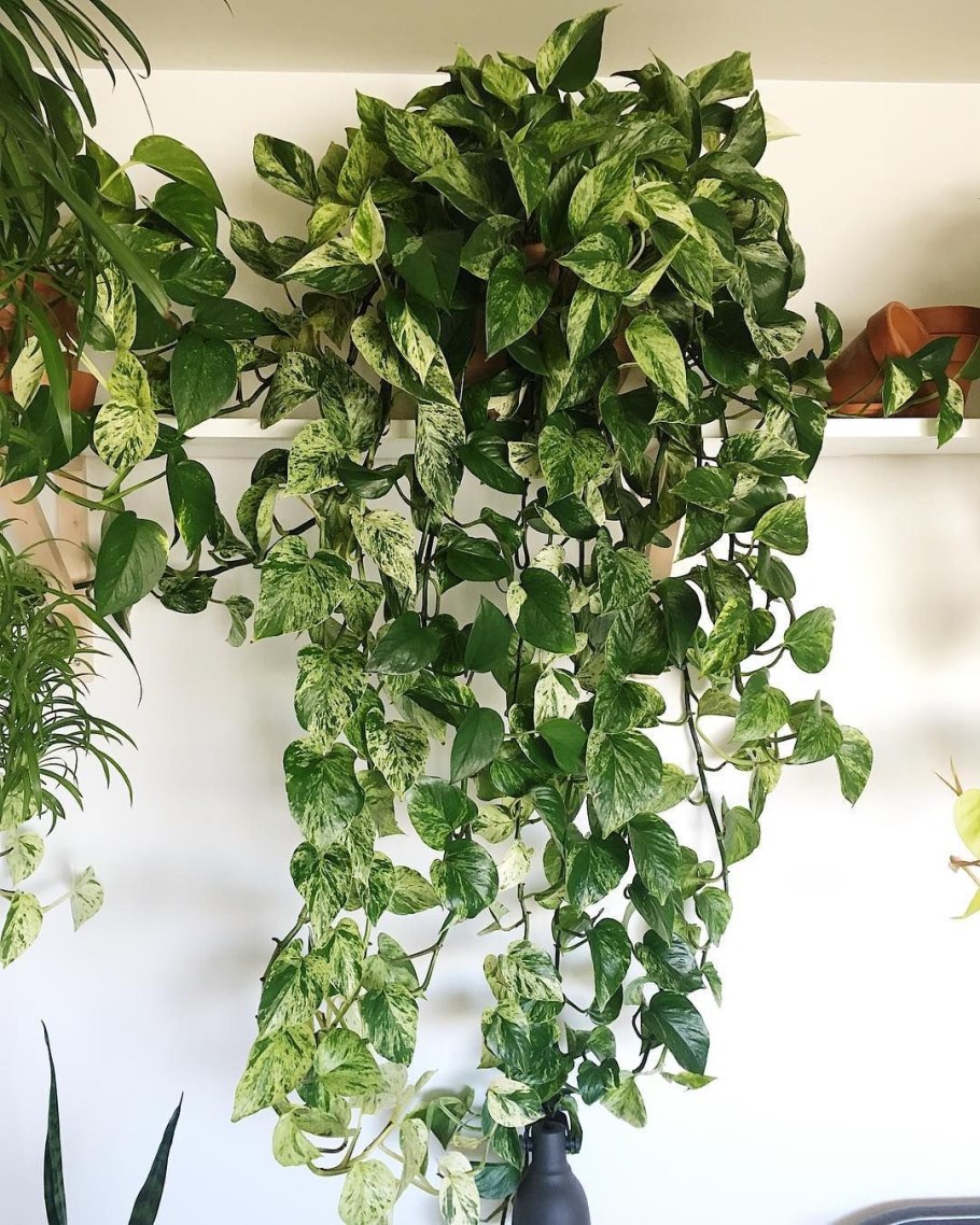 Сциндапсус Marble Queen