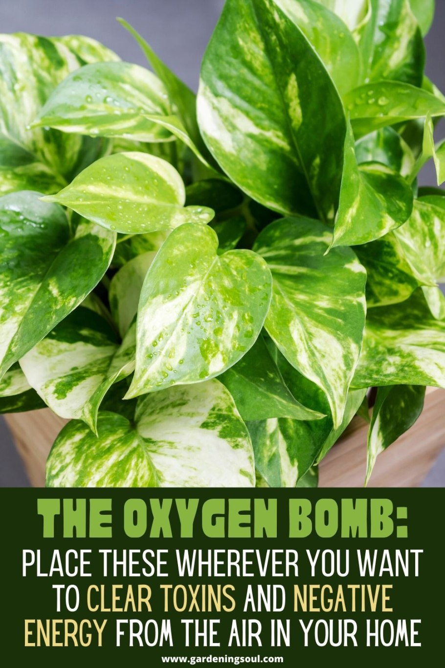 Эпипремнум золотистый ядовитый