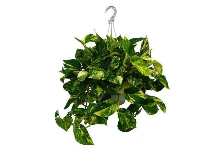 Сциндапсус на улице летом