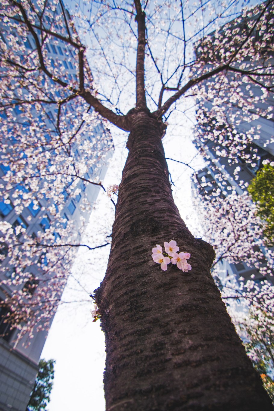 Самый старый бонсай в мире