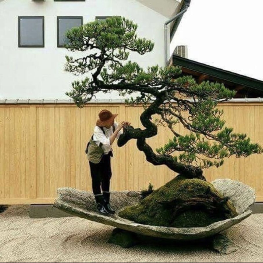 Джакаранда бонсай