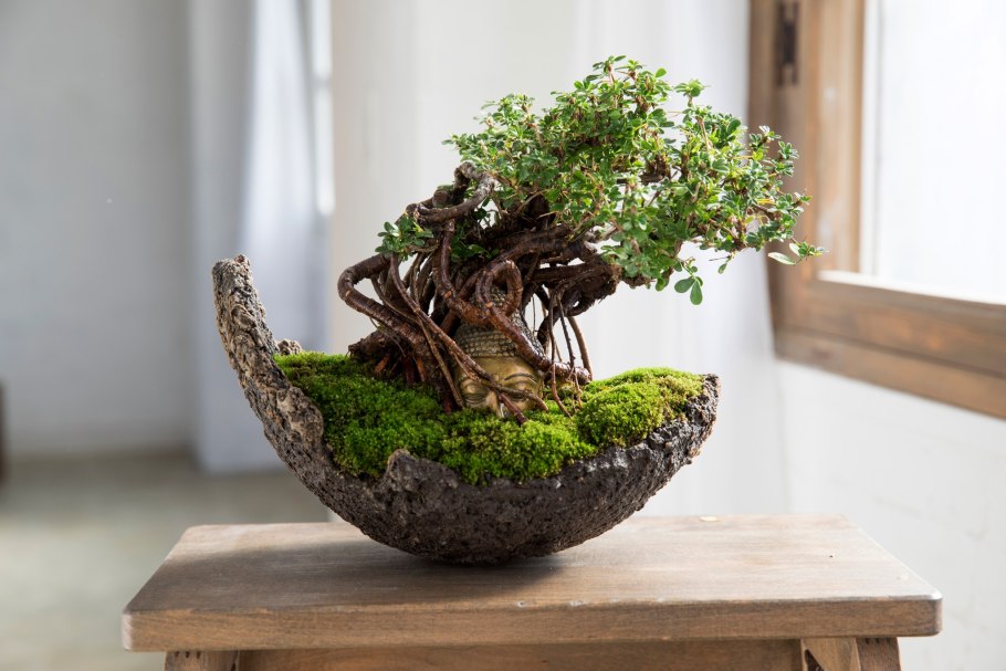 Облесение картеров деревья