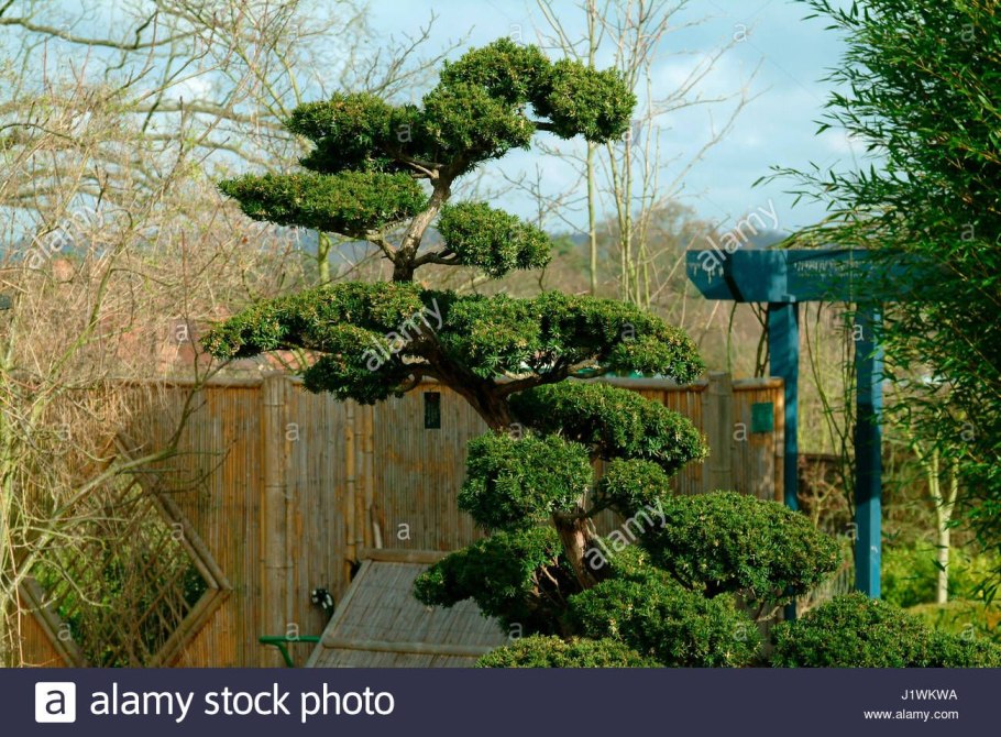 Японский клен бонсай