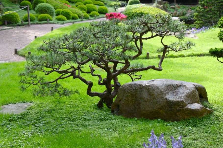 Ниваки ель обыкновенная