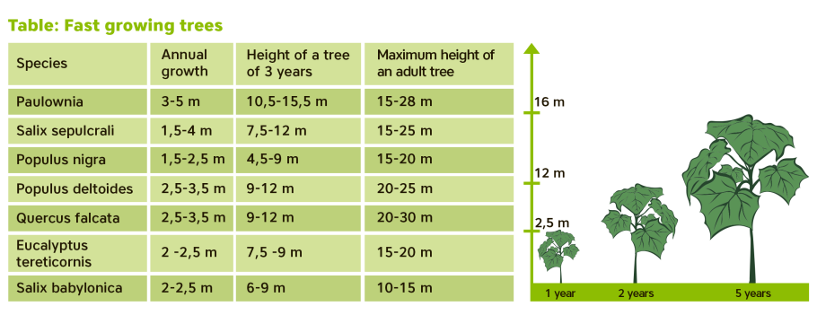 Бонсай широкий