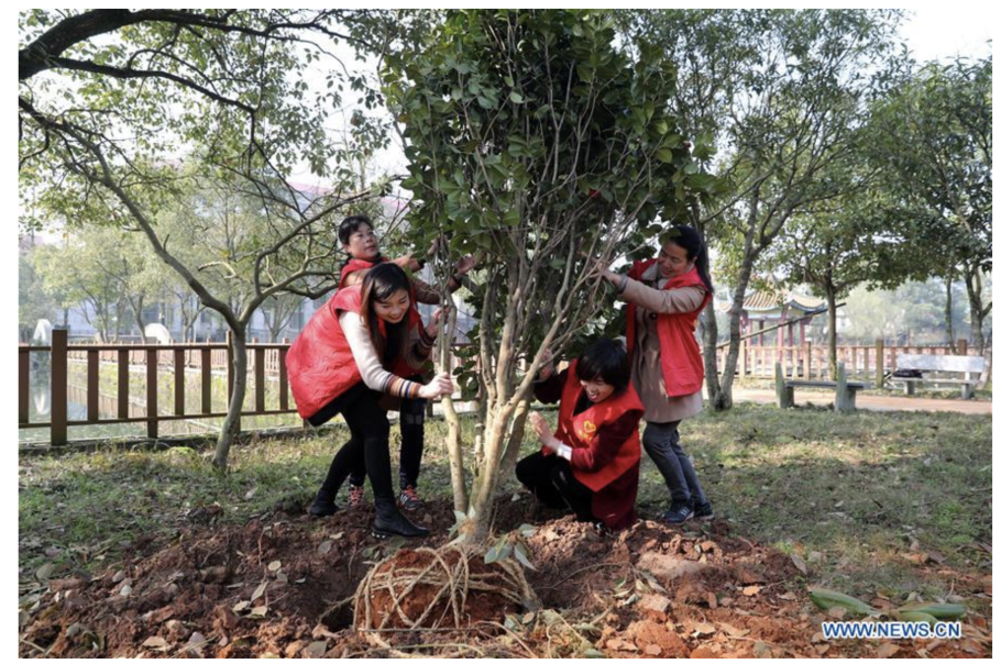 Праздник посадки деревьев в Китае