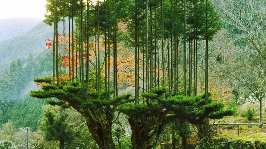 День высадки деревьев в Китае