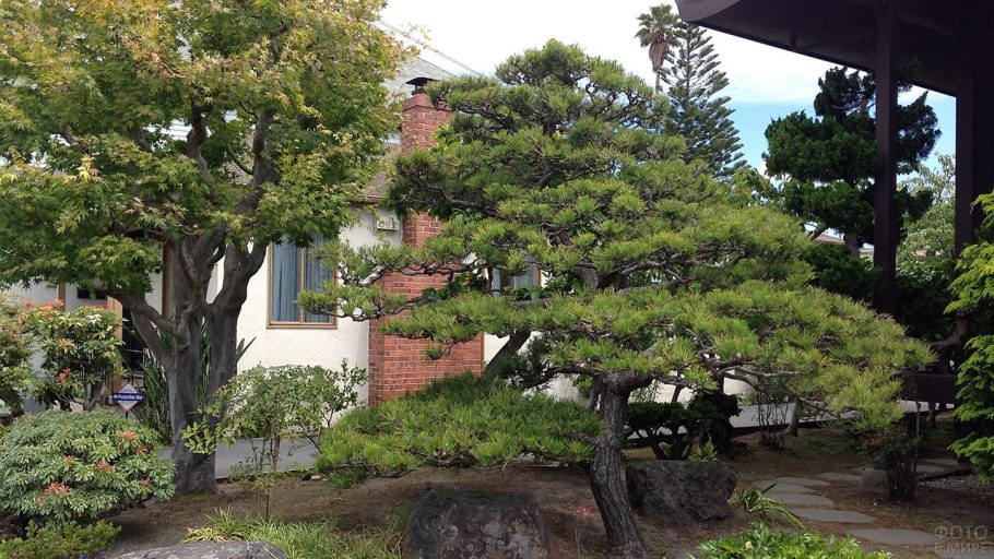 Сосна Горная бонсай ниваки