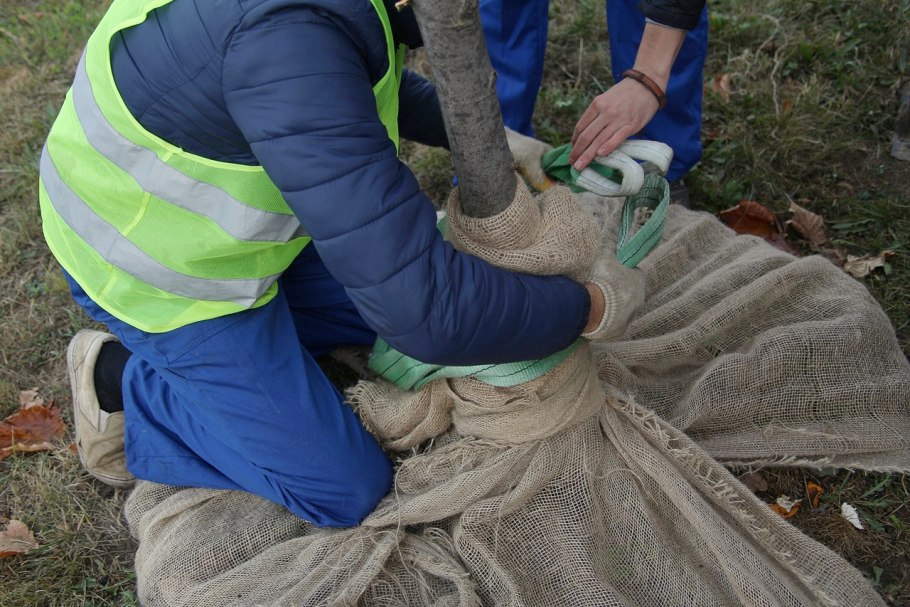 Формирование бонсай