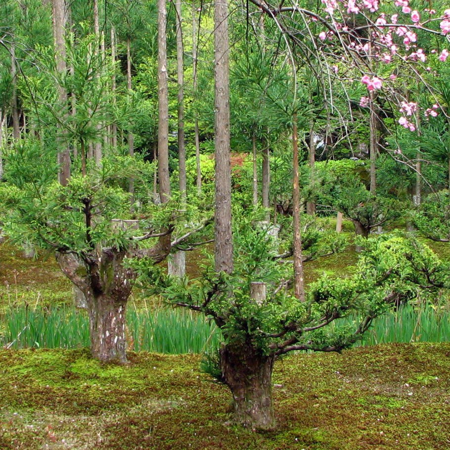 Бонсай ниваки
