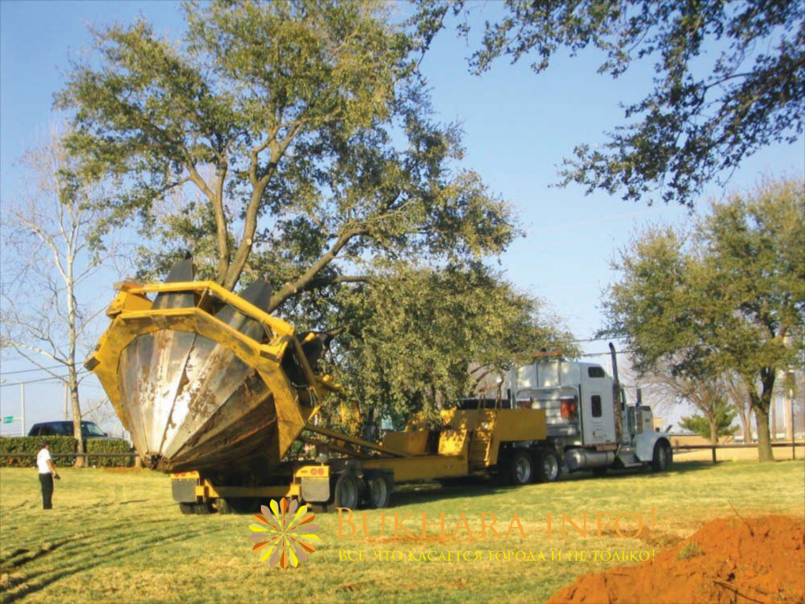 Топиарная стрижка туи ниваки