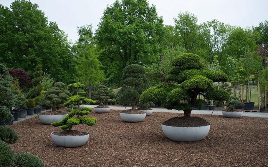 Посадка дерева свободы Франция